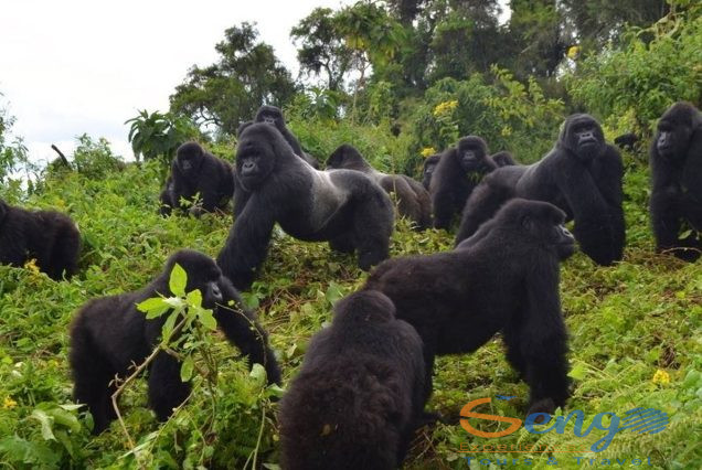 3 Days Gorilla Trekking and Lake Bunyonyi Tour