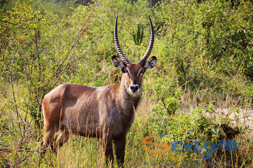 2 Days Queen Elizabeth Safari