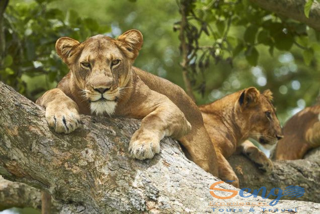 5 Days Queen Elizabeth National Park Safari