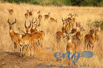 6 Days Safari in Murchison Falls, Kibale and Bwindi National park