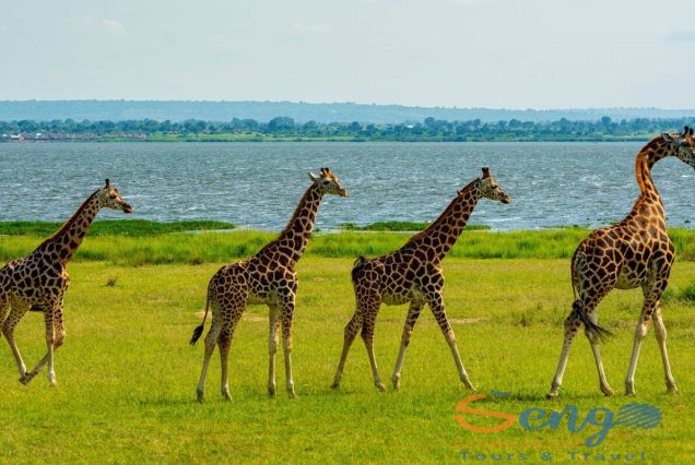 15 Days Uganda Wildlife Safari